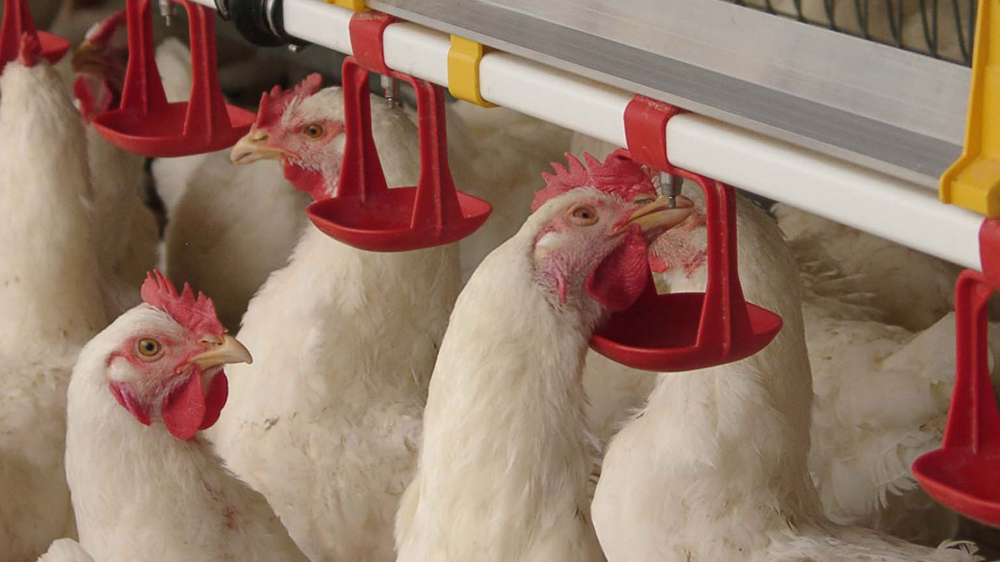 Feeding and Watering Systems