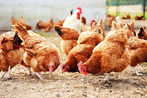 Premium Poultry Equipment