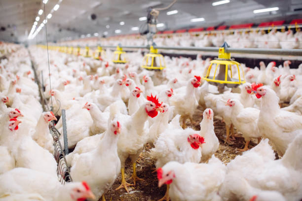 Modern Chicken Cages